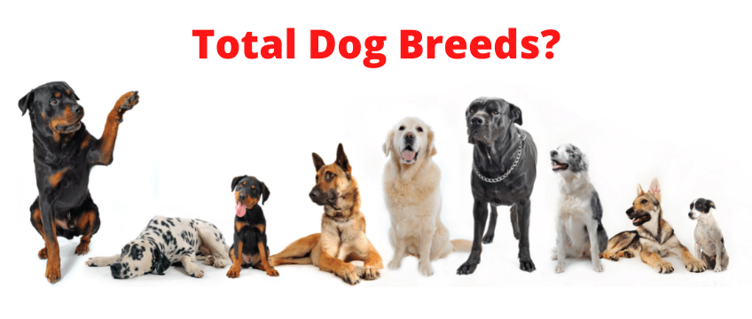 How Many Breeds Of Dogs Are There In The World?